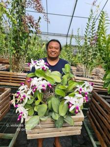 Cattleya violacea