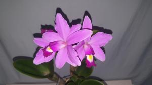 Cattleya violacea