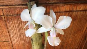 Cattleya walkeriana