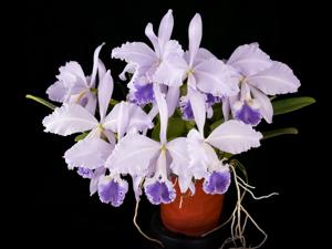 Cattleya warneri var. caerulea
