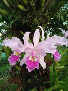 Cattleya warscewiczii