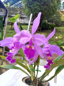 Cattleya warscewiczii