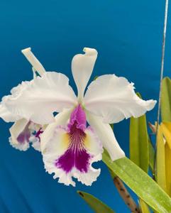 Cattleya warscewiczii