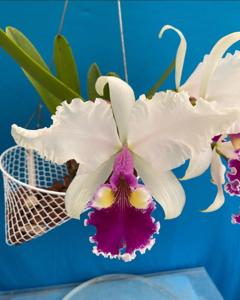 Cattleya warscewiczii