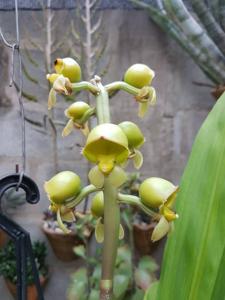 Catasetum discolor