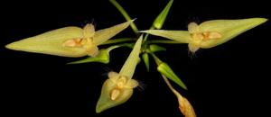 Bulbophyllum blepharistes