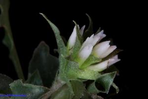 Eurystyles actinosophila