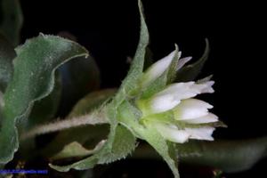 Eurystyles actinosophila