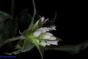 Eurystyles actinosophila