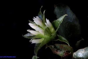 Eurystyles actinosophila