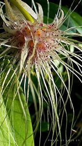 Bulbophyllum medusae