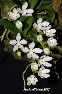 Sarcochilus niveus