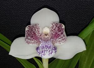Pabstia jugosa