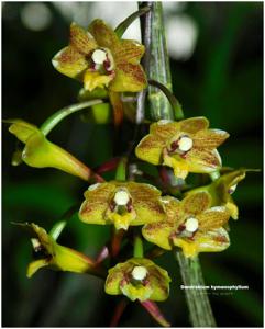 Dendrobium hymenophyllum