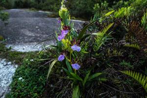 Zygopetalum triste