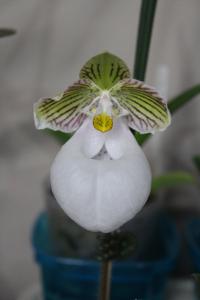 Paphiopedilum micranthum var. eburneum