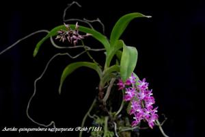 Aerides quinquevulnera