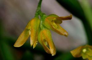 Acianthera sonderiana