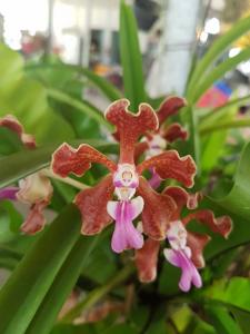 Vanda tricolor var. purpurea