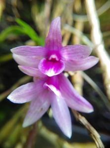 Dendrobium yeageri
