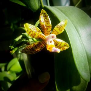 Phalaenopsis fasciata