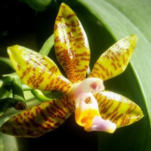 Phalaenopsis fasciata