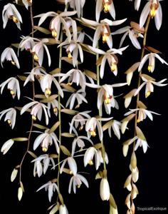 Coelogyne velutina