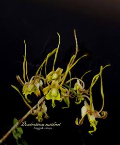Dendrobium sutiknoi