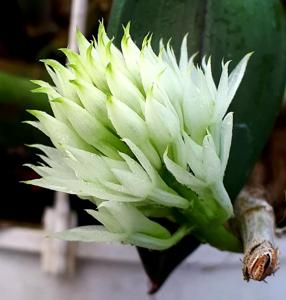 Dendrobium capituliflorum