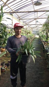 Paphiopedilum bungebelangi