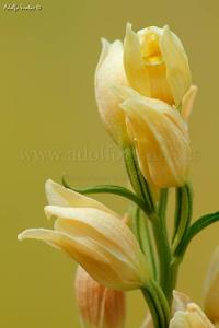 Cephalanthera damasonium