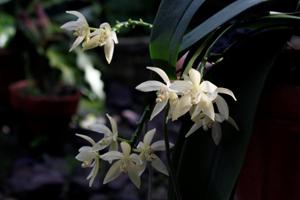 Brachypeza unguiculata