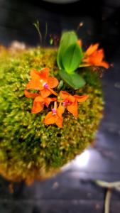 Ceratocentron fesselii