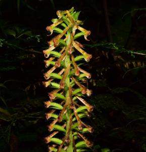 Pseudocentrum macrostachyum