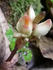 Nephelaphyllum pulchrum