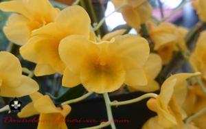 Dendrobium farmeri