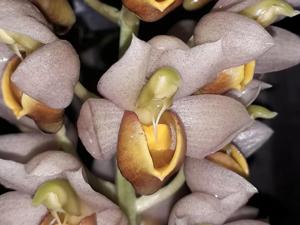 Catasetum complanatum