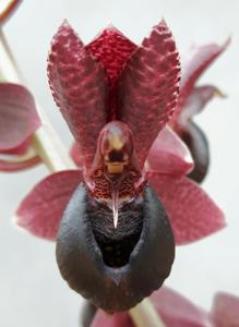 Catasetum complanatum