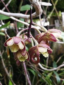 Dendrobium sarawakense