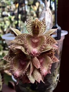 Catasetum ivaneae