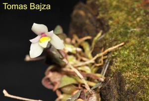 Constantia microscopica