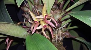 Bulbophyllum papulosum