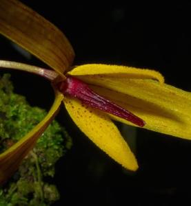 Bulbophyllum williamsii