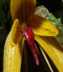 Bulbophyllum williamsii