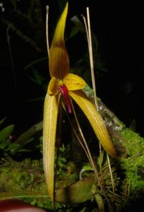 Bulbophyllum williamsii