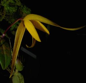 Bulbophyllum williamsii