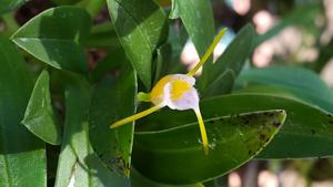Masdevallia paivaeana