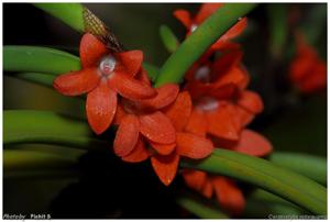 Ceratostylis retisquama