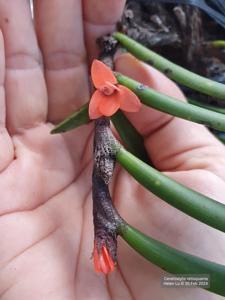 Ceratostylis retisquama