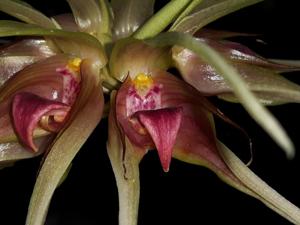 Bulbophyllum ericssonii